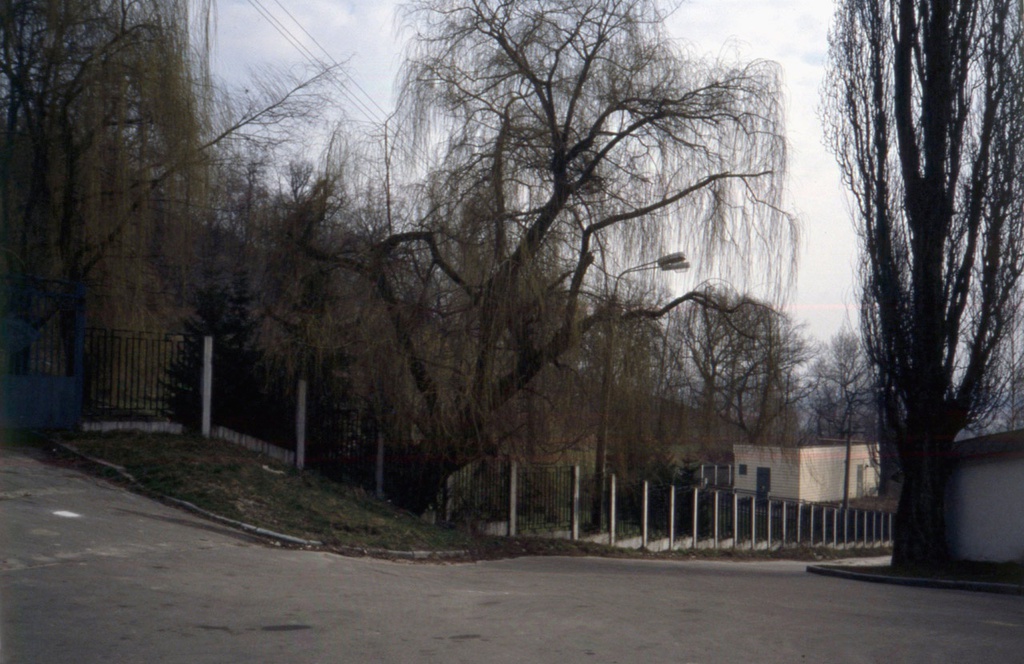 Деревья на склоне, апрель 1991, Украинская ССР, г. Киев, Печерский р-н. Выдубицкий мужской монастырь.