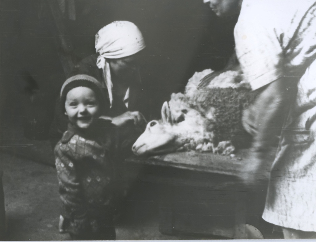 Стрижка овец, 1980-е, г. Тобольск. Вера Юрьевна Левченко. Ребенком приехала с бабушкой в Тобольск. И к своей радости попала на стрижку овец. Разрешили гладить.