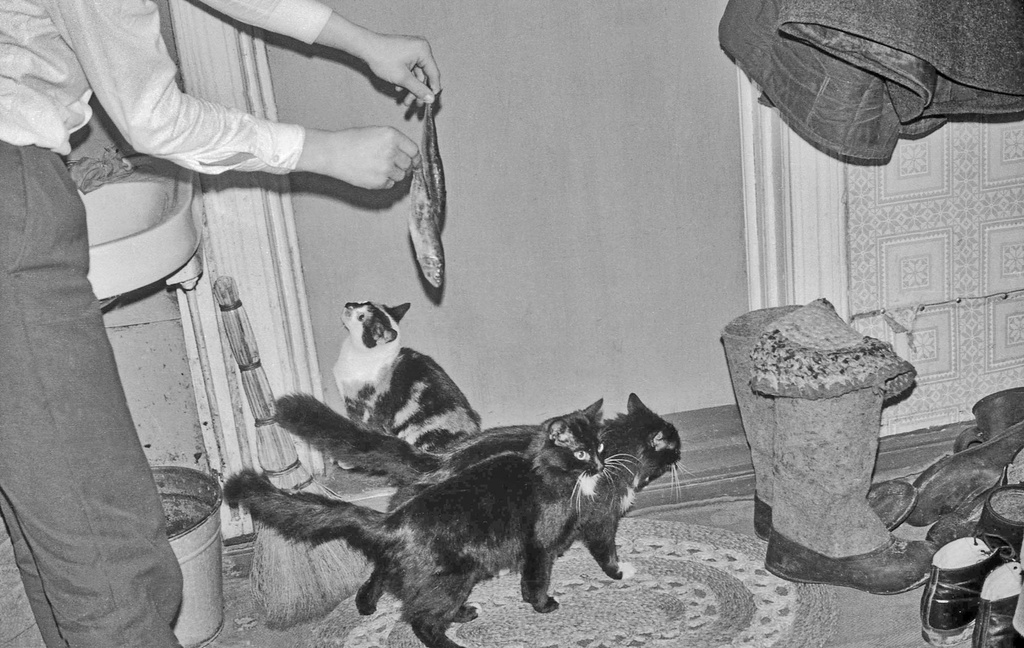 «Кошки – рыбки», ноябрь - декабрь 1993, Калининская обл., Старицкий р-н, дер. Турково. Видео «Без кота и жизнь не та» с этой фотографией.