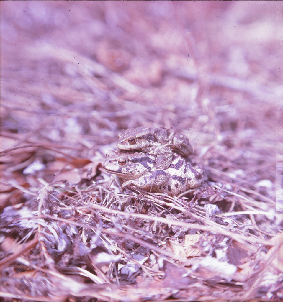Серые жабы, 1990 год, Приморский край, Сихотэ-Алинский заповедник