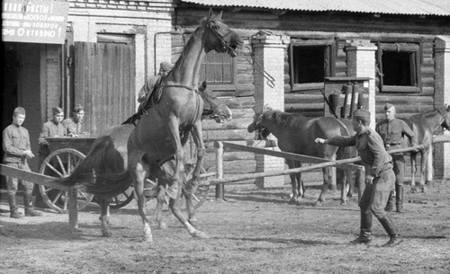 Эрцог фоминское фото