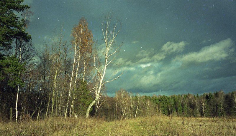 Без названия, октябрь 1995. Выставка «Лес» с этой фотографией.
