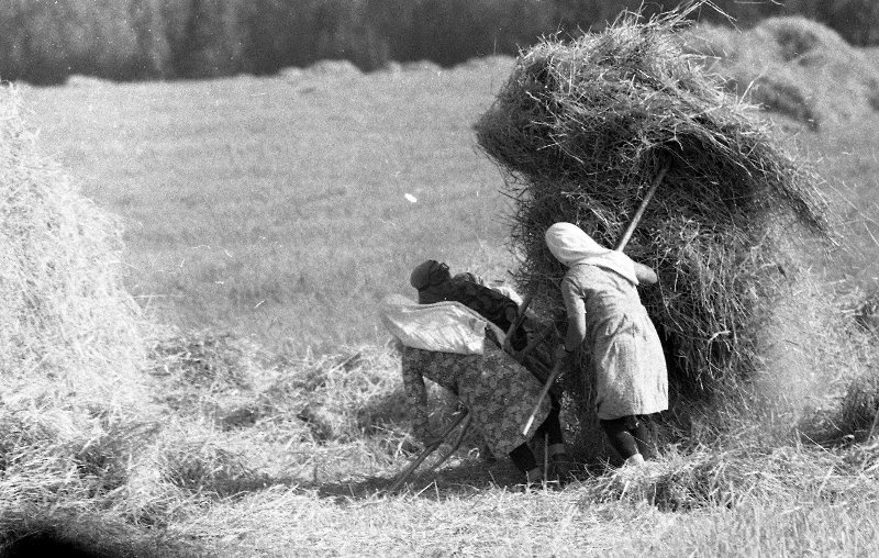 Сенокос, 1967 год. Выставка «Лето 1960-х» с этой фотографией.