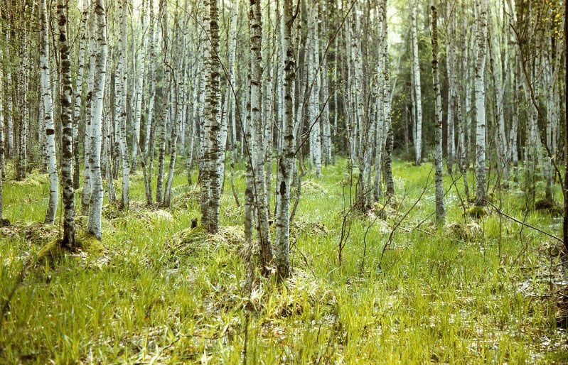 Без названия, 1990-е, Московская обл.. Выставка «Лес» с этой фотографией.