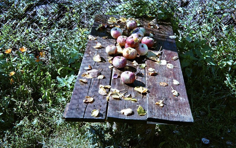 Без названия, 1972 год. Выставка «"Серебряный век" поэзии про осень» с этой фотографией.