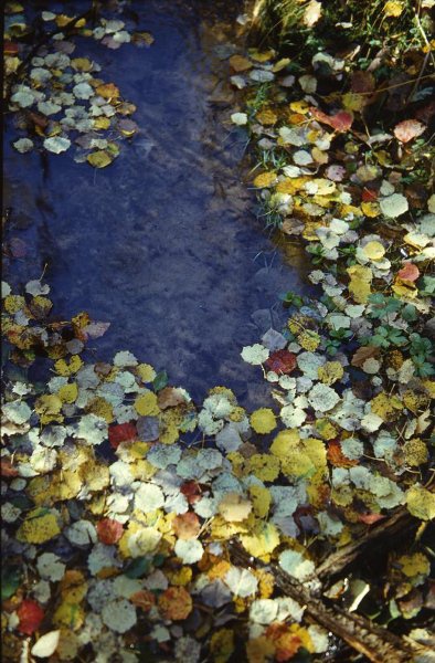 Без названия, 1993 - 1996. Выставка «"Серебряный век" поэзии про осень» с этой фотографией.