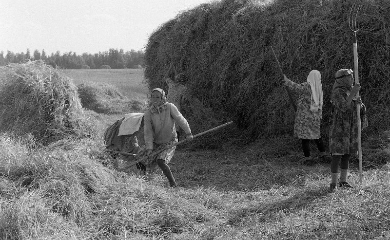 Сенокос, 1967 год