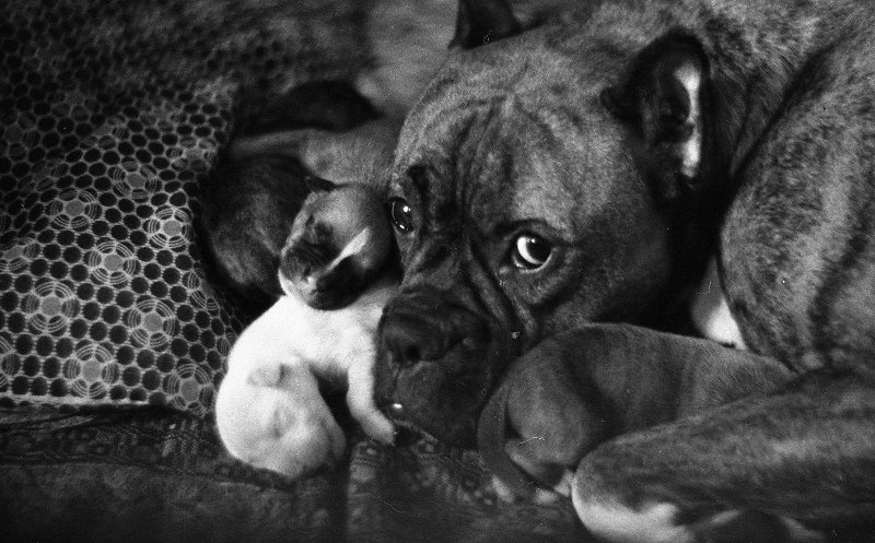 «Материнская любовь», 1968 год. Выставка «Трогательные и беззащитные» с этой фотографией.