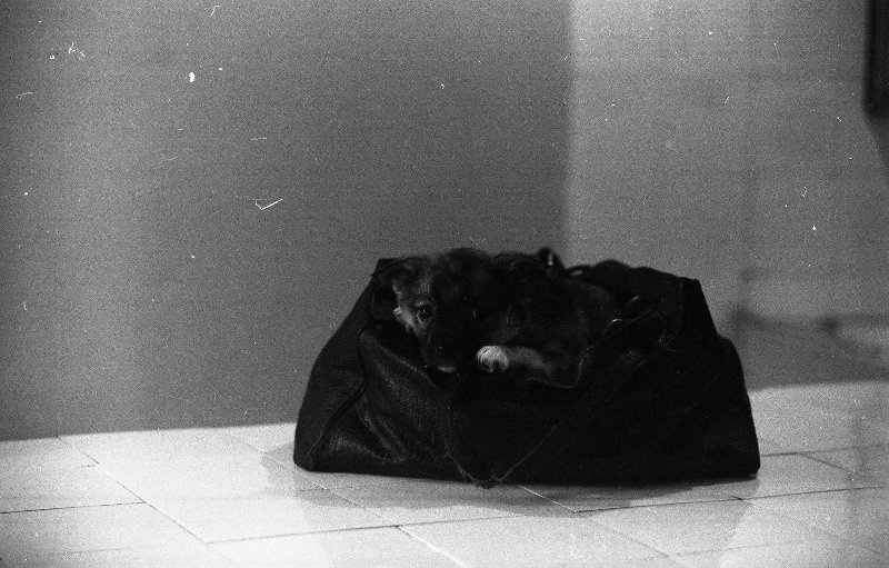 Щенок в сумке, 1968 год. Выставка «Трогательные и беззащитные» с этой фотографией.