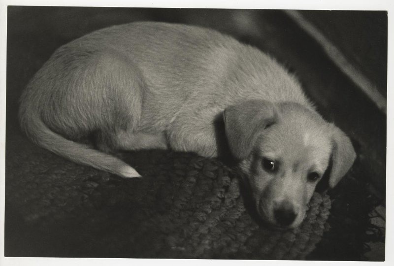 Собака, 1960 - 1979. Выставка «Трогательные и беззащитные» с этой фотографией.