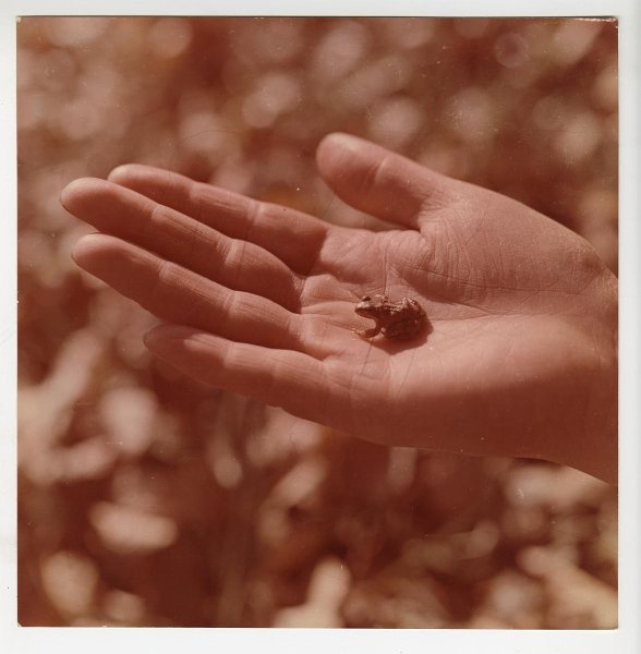 «Царевна-лягушка», 1980-е
