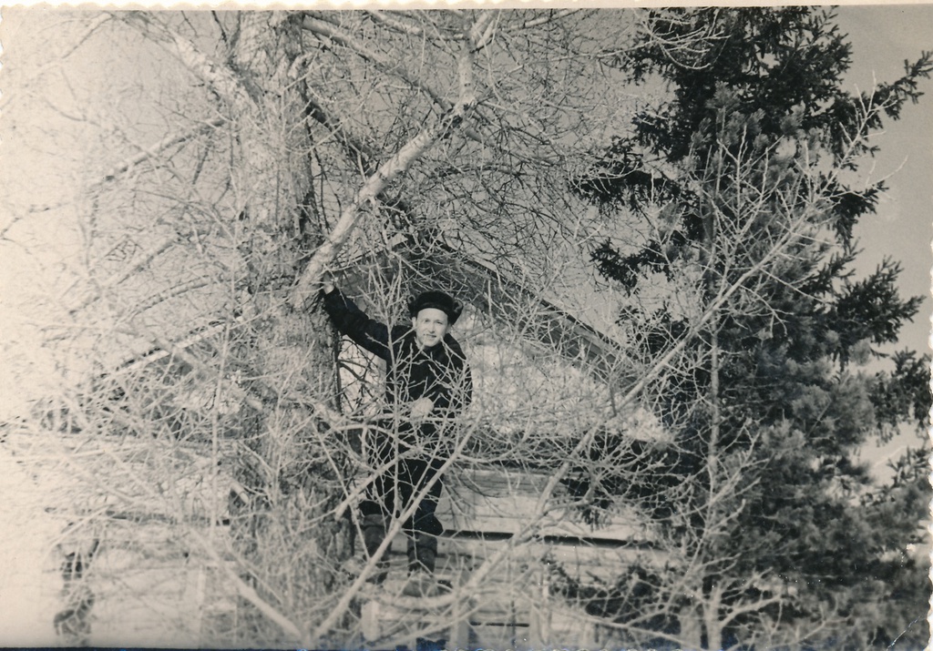 Фото "Папа на дереве", 1950-е, г. Тобольск, Савинский затон, дер ...