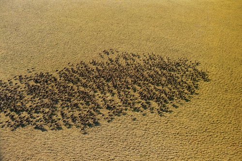 Отстрел дикого северного оленя, 7 августа 1988, П-в Таймыр