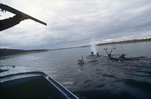 Отстрел дикого северного оленя, 7 августа 1988, П-в Таймыр