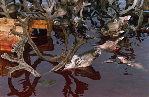 Отстрел дикого северного оленя, 1 - 3 августа 1988, П-в Таймыр
