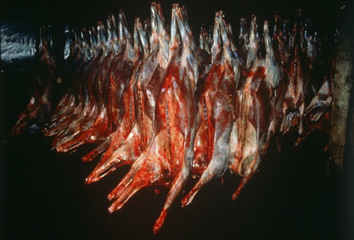 Отстрел дикого северного оленя, 12 - 31 августа 1988, П-в Таймыр