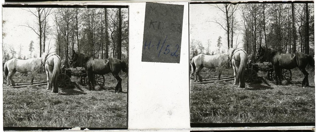 Лошади на опушке, 1910-е