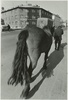 Лошадь на улице города, 1976 год, Ярославская обл., г. Рыбинск
