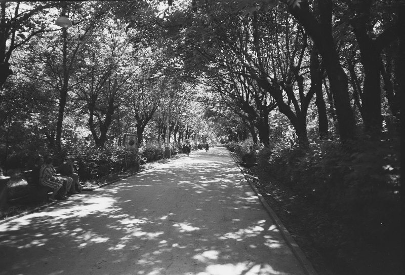 Фото "Аллея в парке", 1960-е - История России в фотографиях