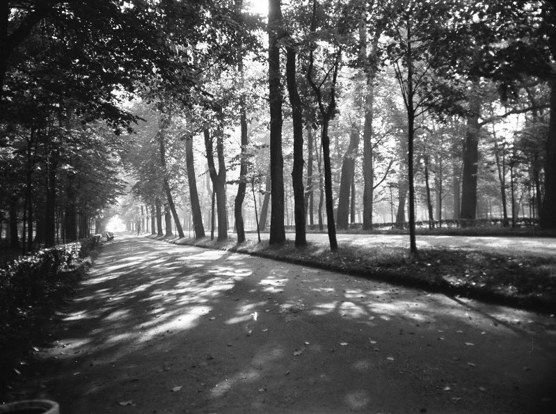 Фото "Аллея в парке", 1960 - 1965 - История России в фотографиях