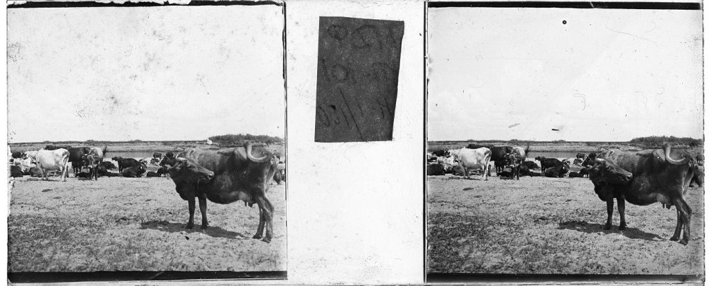 Стадо коров на лугу, 1910-е, Владимирская губ., Вязниковский у., с. Станки