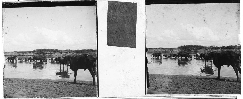 Стадо коров на водопое, 1910-е