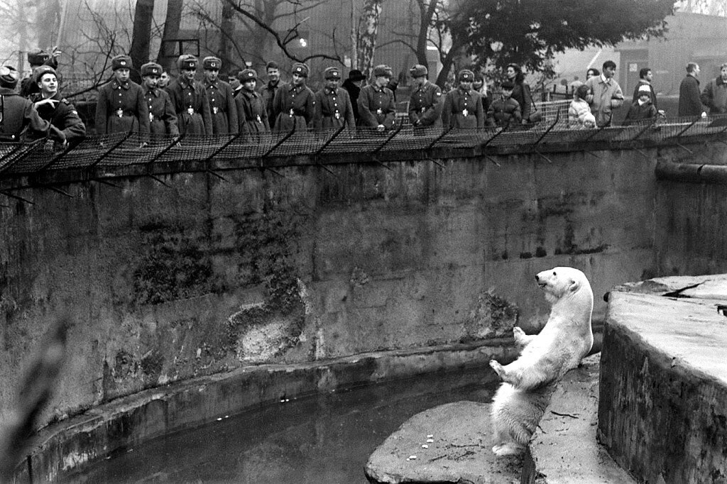 Калининградский зоопарк. Медведица Снежинка, 1978 год, Калининградская обл., г. Калининград