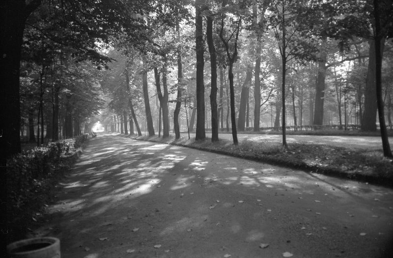 Фото "Аллея в парке", 1960 - 1965 - История России в фотографиях