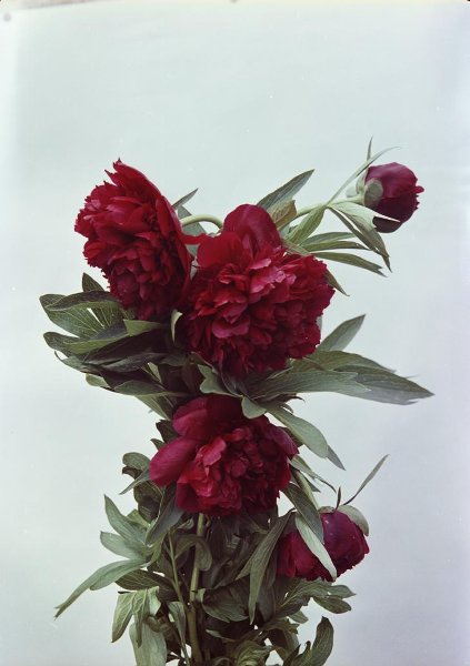 Пионы, 1961 год. Выставка «Язык цветов» с этой фотографией.