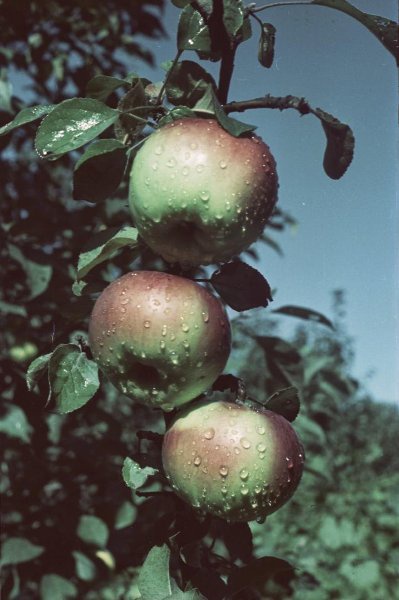 Яблоки на ветке, 1953 год