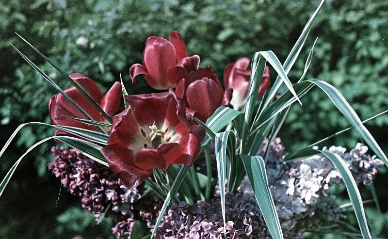 Весенний букет, 1959 - 1963. Выставка «Язык цветов» с этой фотографией.