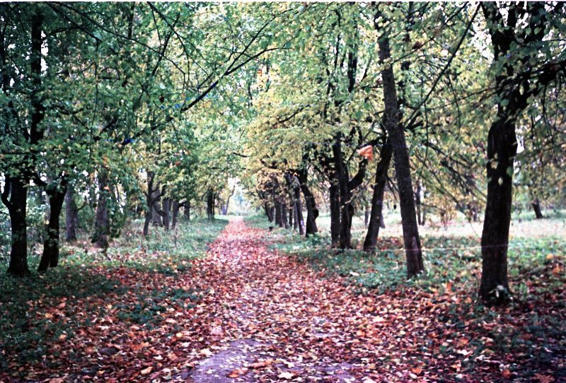 Осенняя аллея, 1950-е. Выставка «"Серебряный век" поэзии про осень» с этой фотографией.