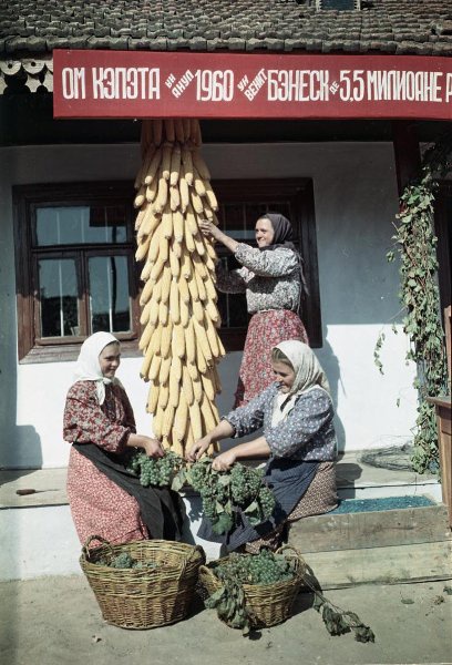 Урожай, 1960 год, Молдавская ССР. Выставка «Советская Молдавия» с этой фотографией.