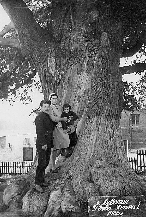 Фото "Дуб Петра I", 1966 год, Харьковская обл., г. Люботин - История ...
