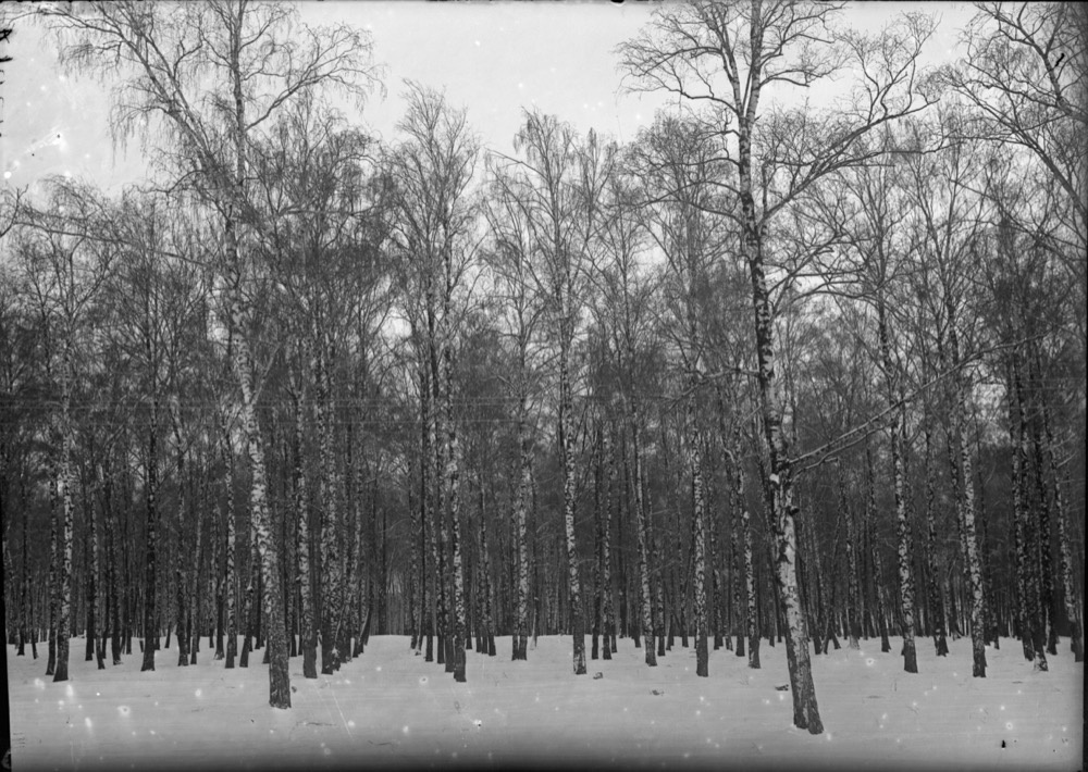 Фото "Березовая роща на Воробьевых горах", 1935 год, г. Москва ...