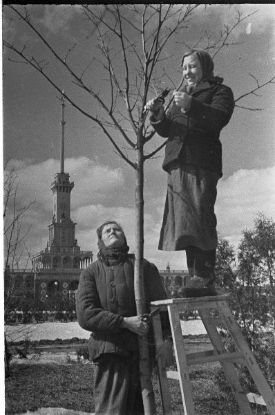 Обрезка деревьев в парке Северного речного вокзала, 1950 год, г. Москва