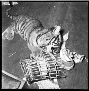 Двухмесячный тигренок в Московском цирке, 1954 год, г. Москва