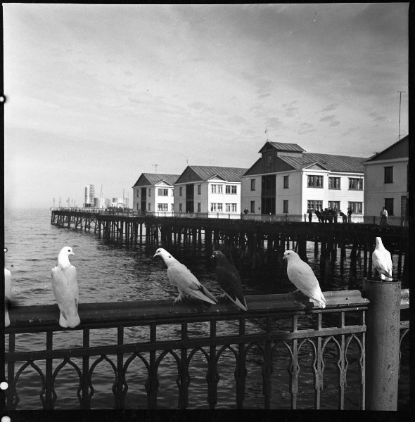 Фото "Добыча нефти на Каспийском море", 1950-е, Азербайджанская ССР ...