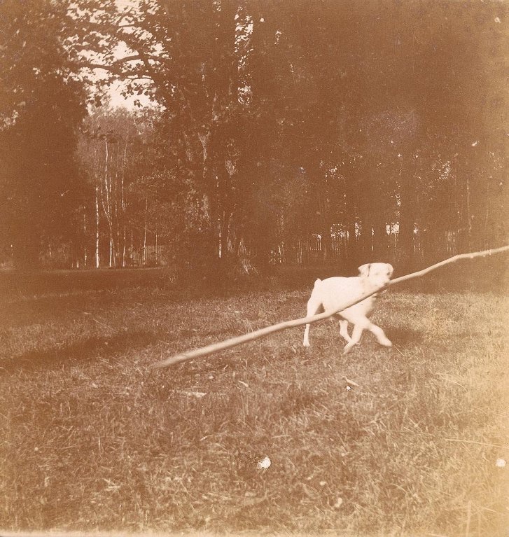 Собака, 1895 - 1905