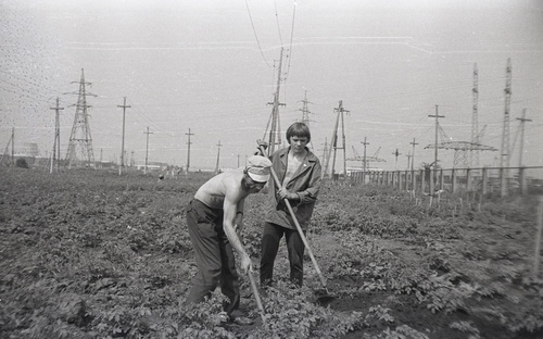 «На картошке», 1979 - 1981, Куйбышевская обл., г. Тольятти