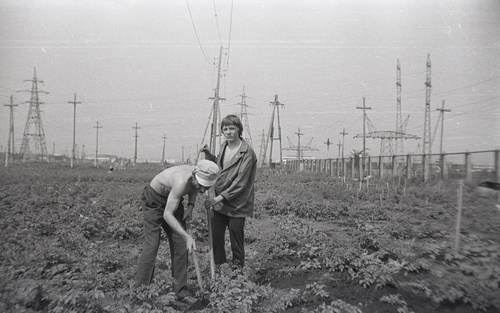 «На картошке», 1979 - 1981, Куйбышевская обл., г. Тольятти