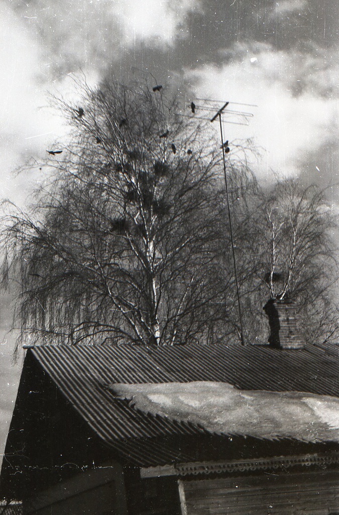 Без названия, 25 марта 1960, Московская обл., Воскресенский р-н. Не мог не обратить внимание, что «Грачи прилетели». А вот такие антенны стояли в то время около всех сельских домов.