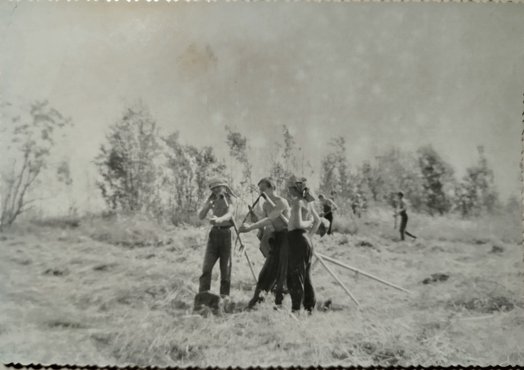 Спортивный лагерь Великая Губа, лето 1966 года, июнь - август 1966, Карельская АССР, Медвежьегорский р-н, с. Великая Губа. Подростки занимаются заготовкой сена.Фотография из архива Таисии Ермолинской.Выставка «Лето 1960-х» с этой фотографией.