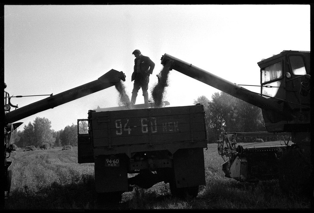 «Красная Борозда». Совхоз «Белогородский», 27 сентября 1979, Кемеровская обл., Мариинский р-н. «Красная Борозда» – это уборка последнего поля всеми комбайнами бригады, после которой руководство «накрывает поляну» хлебородам в честь окончания уборочной страды.