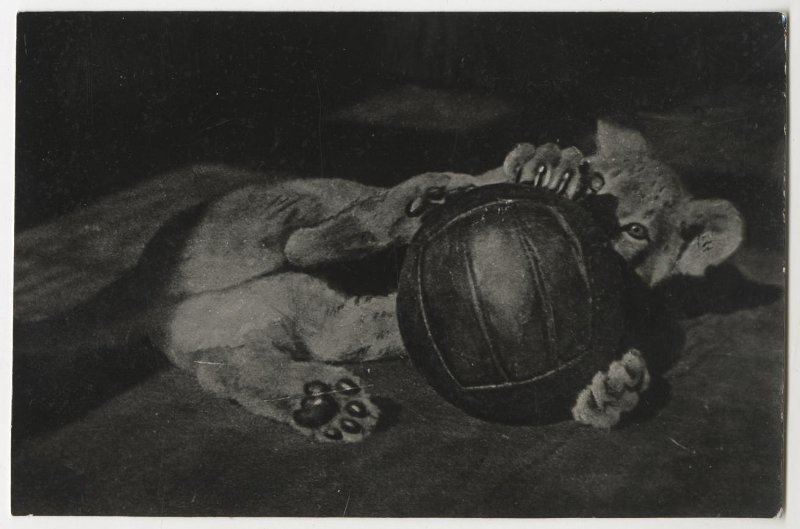 Львенок Кинули, июнь - август 1935, г. Москва