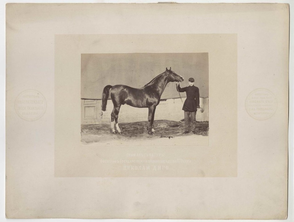 Жеребец Мисхор, 1870-е