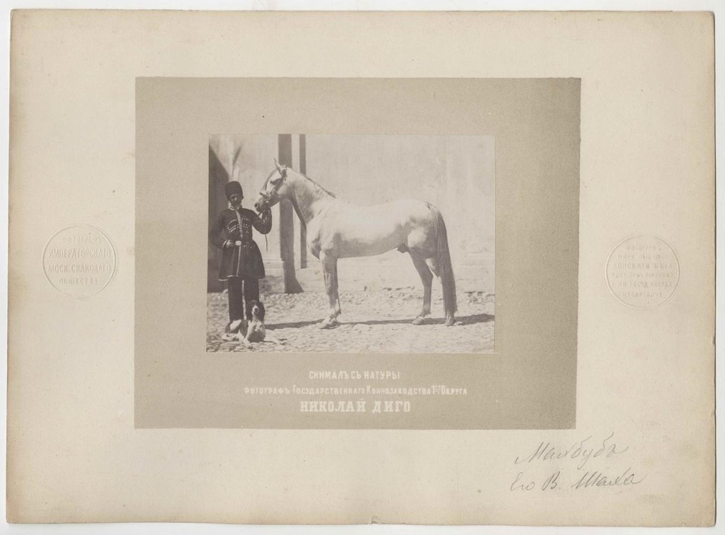 Жеребец Махбуб Его Высочества Насер ад-Дин Шаха Каджара, 1870-е