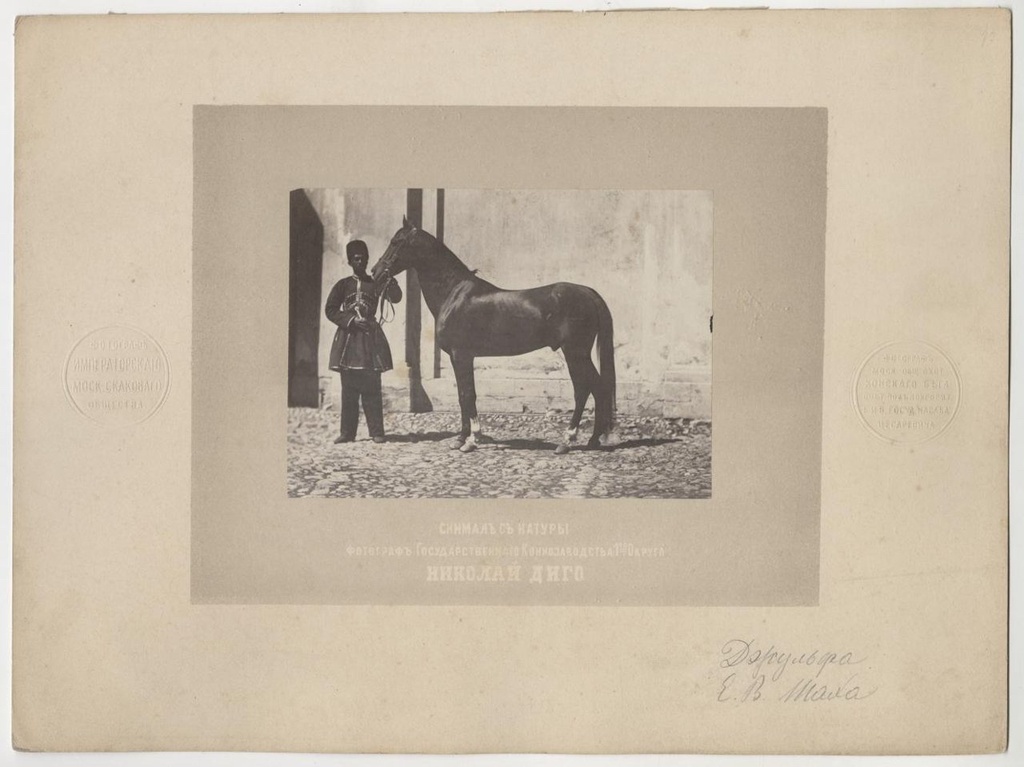 Жеребец Джульфа Его Высочества Насер ад-Дин Шаха Каджара, 1870-е