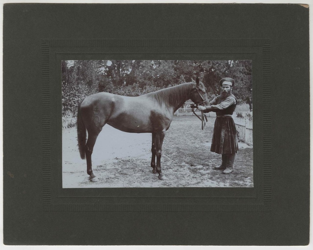 Кобыла Ласточка, 1912 - 1917