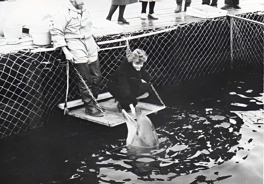 Дельфинарий в Севастополе, 1990 год, г. Севастополь